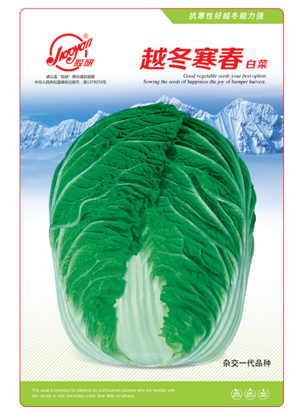 越冬寒春——秋播白菜